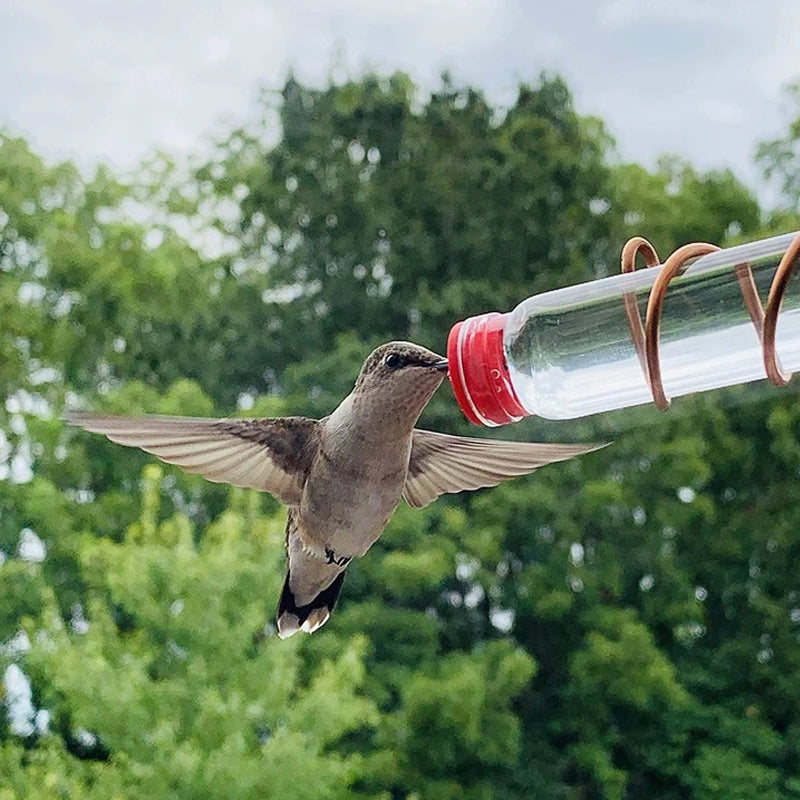 Kolibri-Feeder