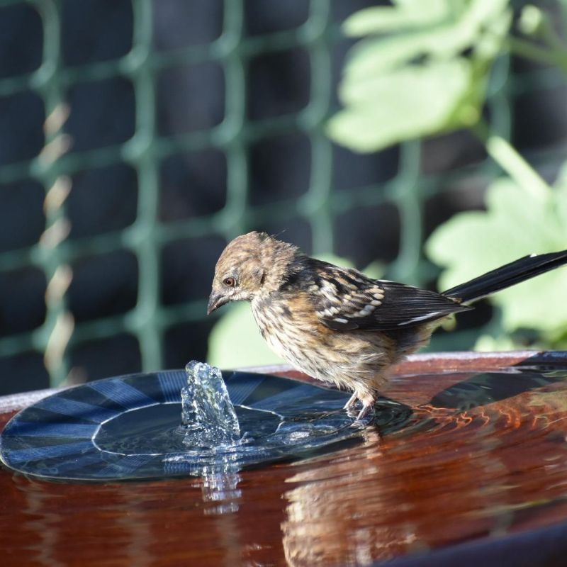 SolarSplash | Solarbetriebener Gartenbrunnen