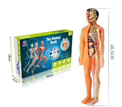 3d Menschlicher Körper Rumpf Modell für Kind Anatomie Modell Skelett