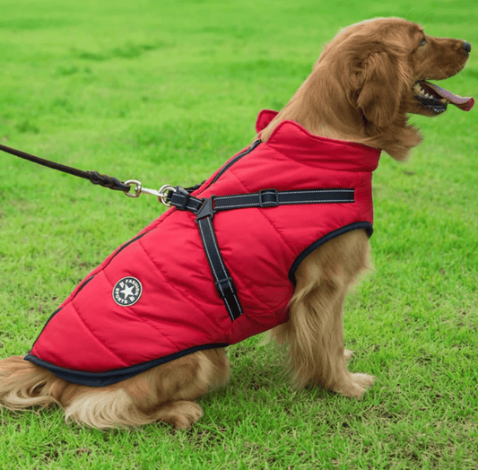 Helmut | Wasserdichte Jacke mit integriertem Klettergurt für Hunde